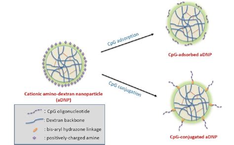  Dextran: Una Maravilla Biocompatible para Encapsulamiento de Fármacos y Regeneración Tisular!